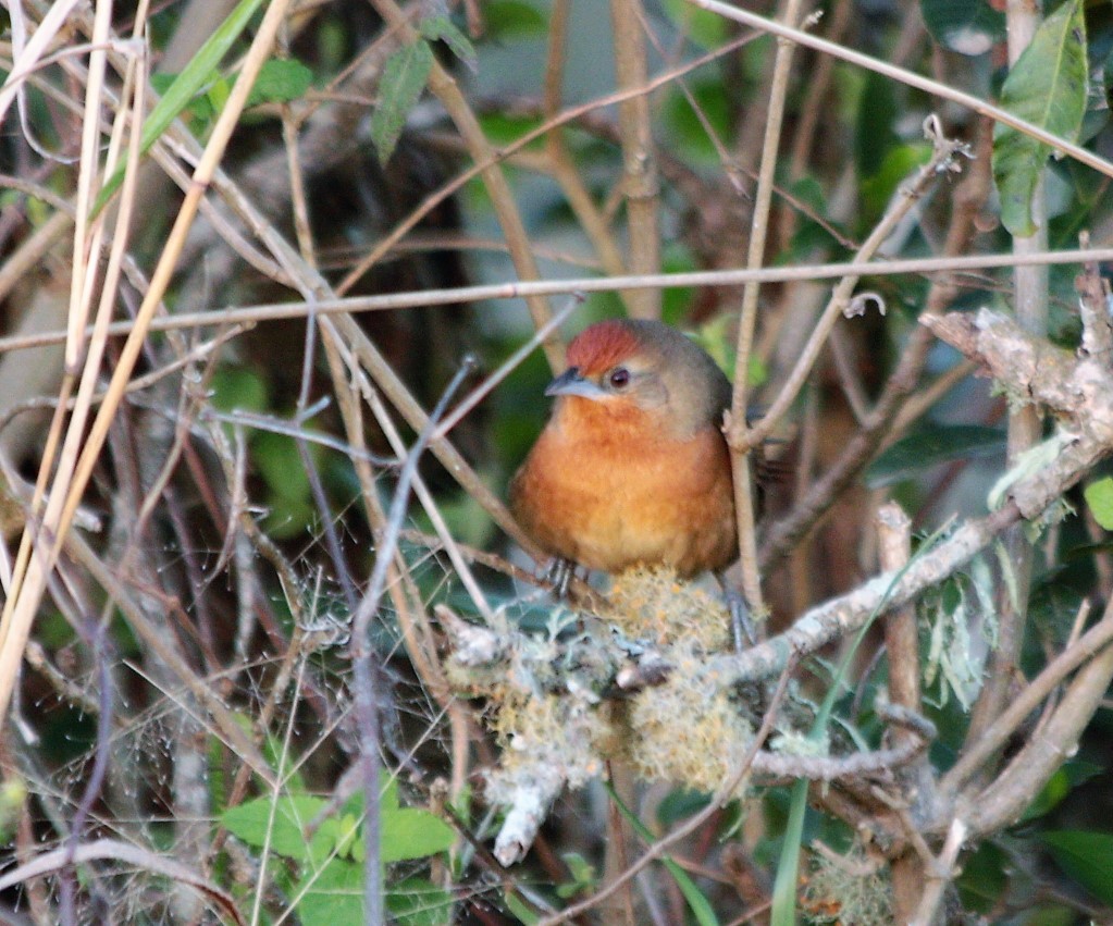 Orange-breasted Thornbird - ML62699511