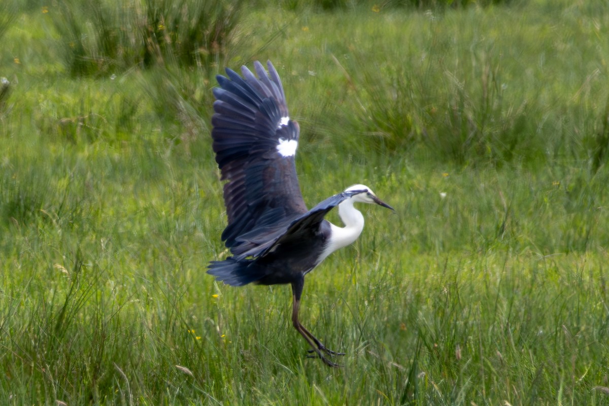 Pacific Heron - ML626995139