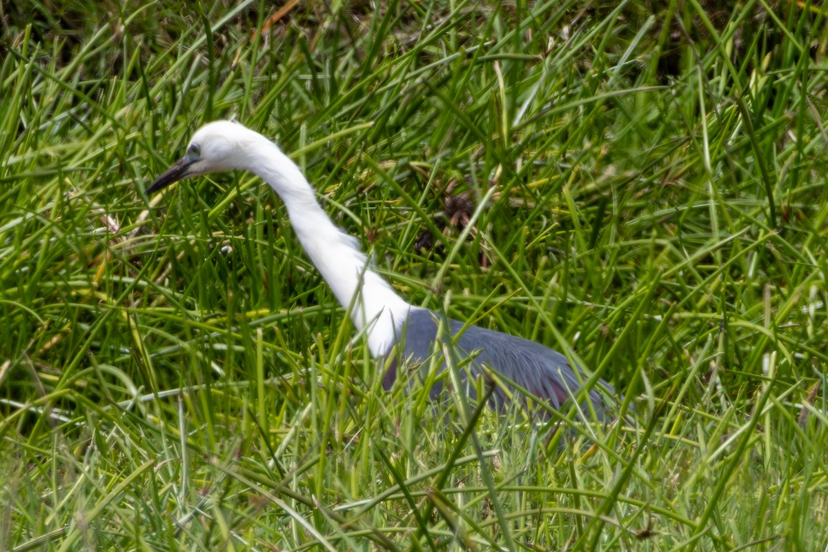 Pacific Heron - ML626995140