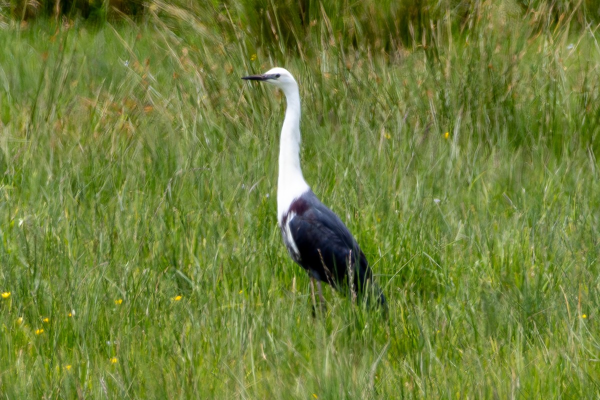 Pacific Heron - ML626995141