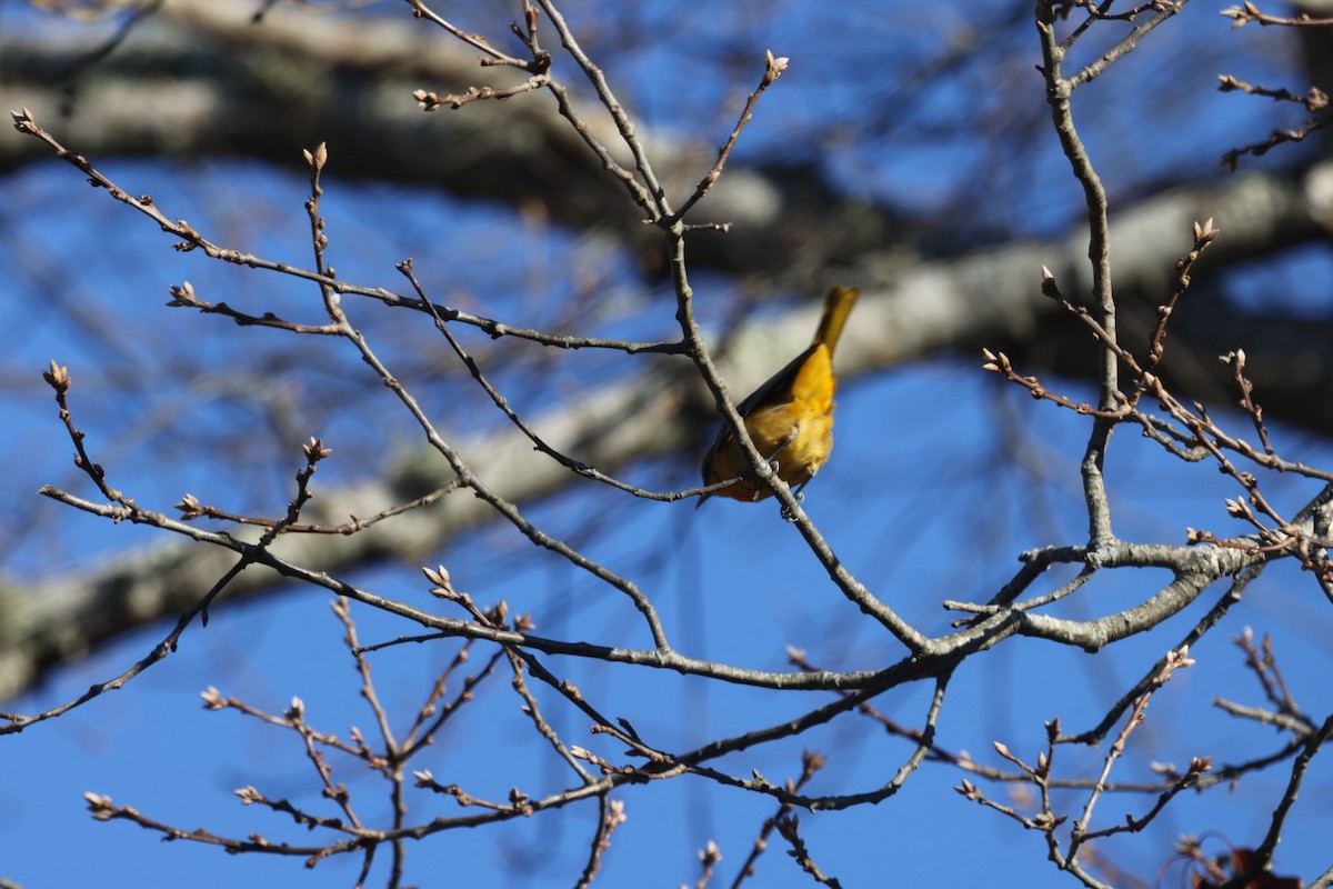 Baltimore Oriole - ML626995181