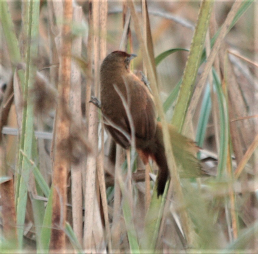 Orange-breasted Thornbird - ML62699521