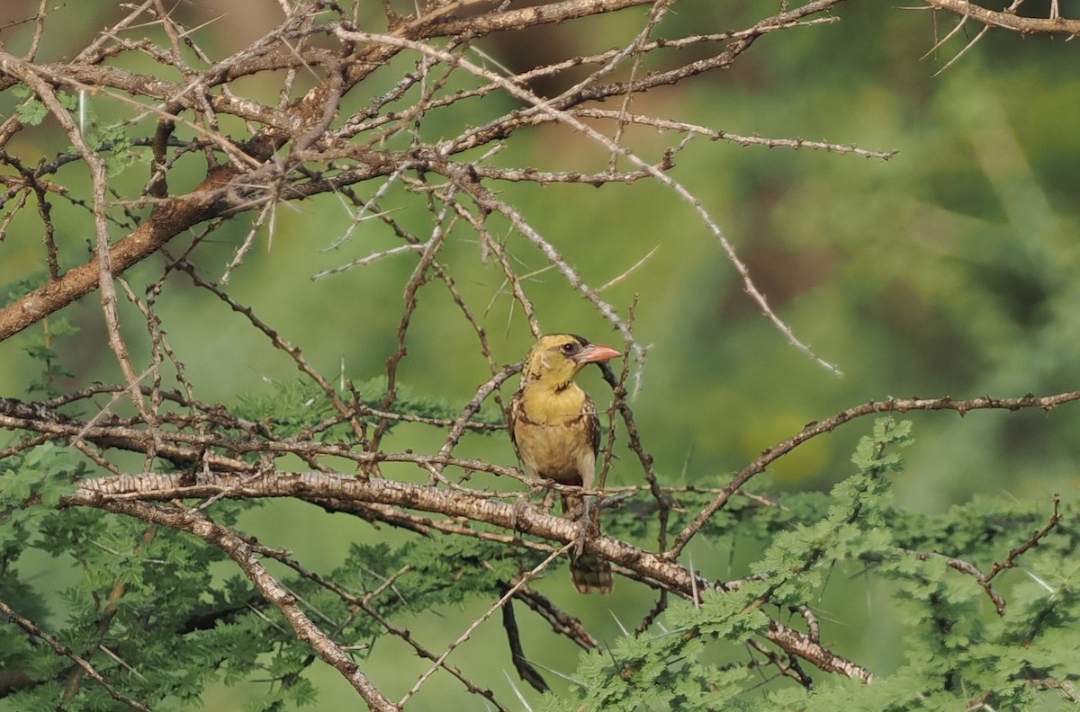 Yellow-breasted Barbet - ML626995293