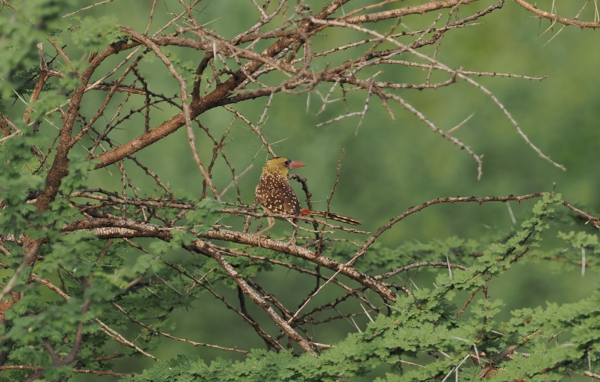 Yellow-breasted Barbet - ML626995294