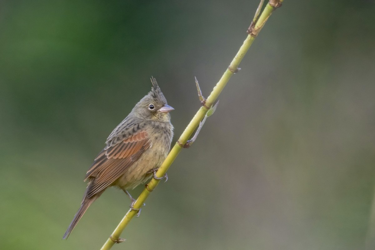 Crested Bunting - ML626995413