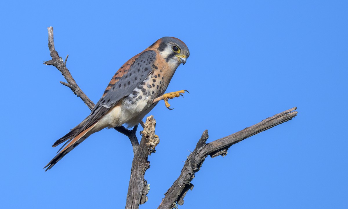 American Kestrel - ML626995482