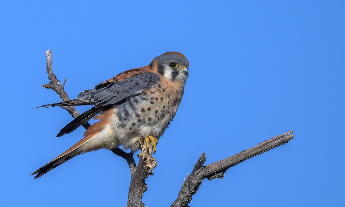 American Kestrel - ML626995483