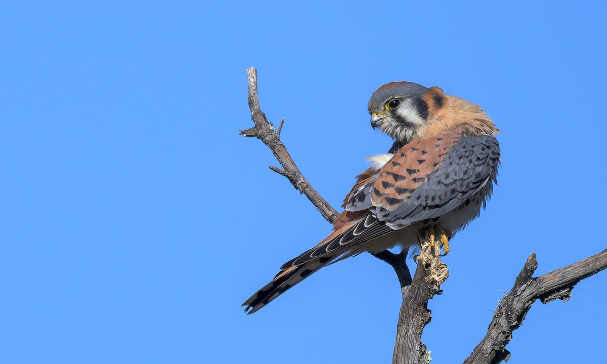 American Kestrel - ML626995484