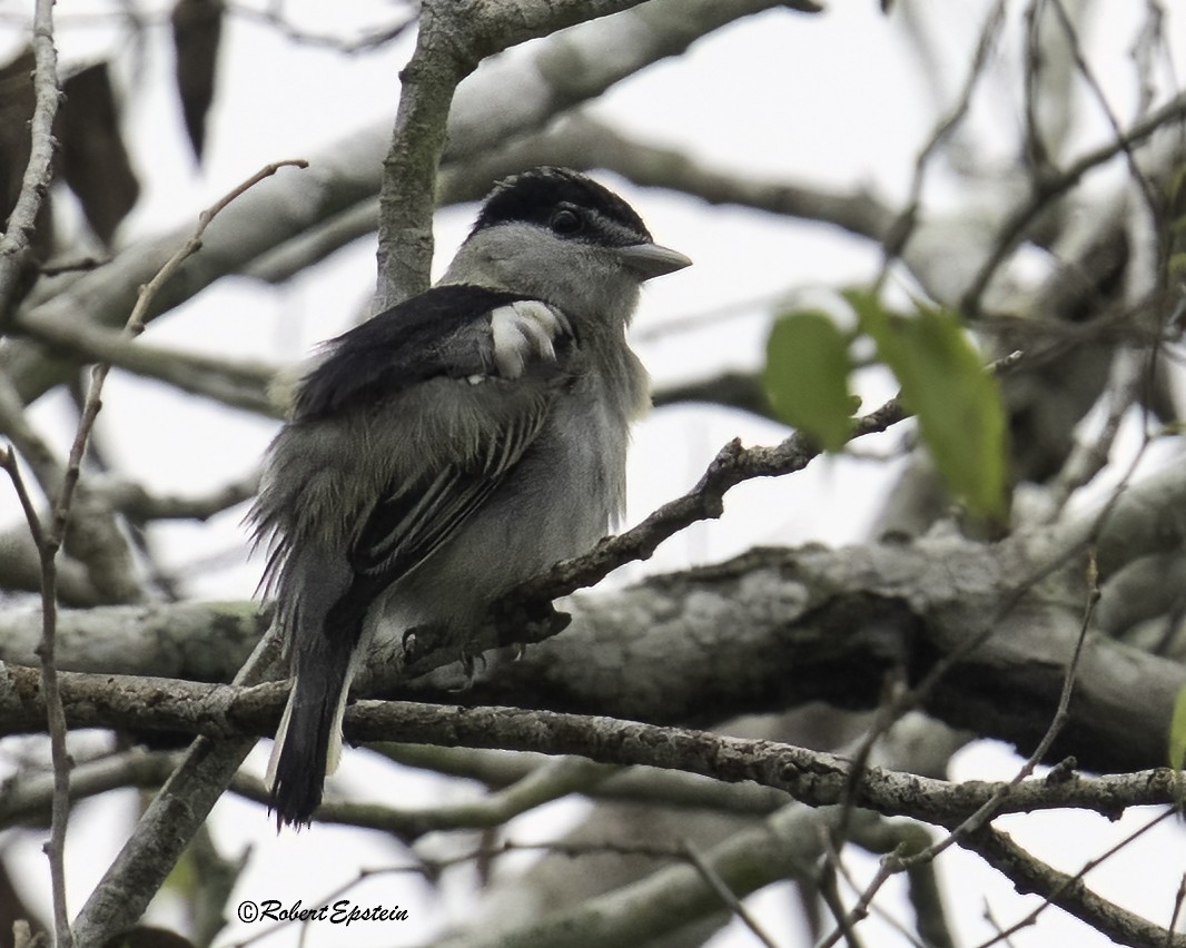 Gray-collared Becard - ML626995634