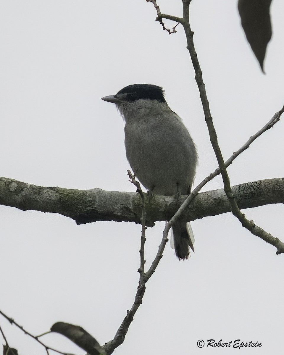 Gray-collared Becard - ML626995636