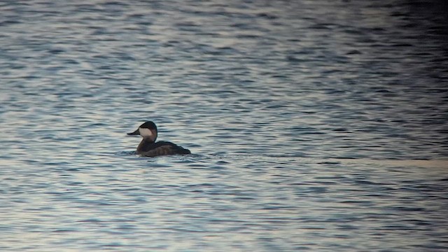 Ruddy Duck - ML626995757