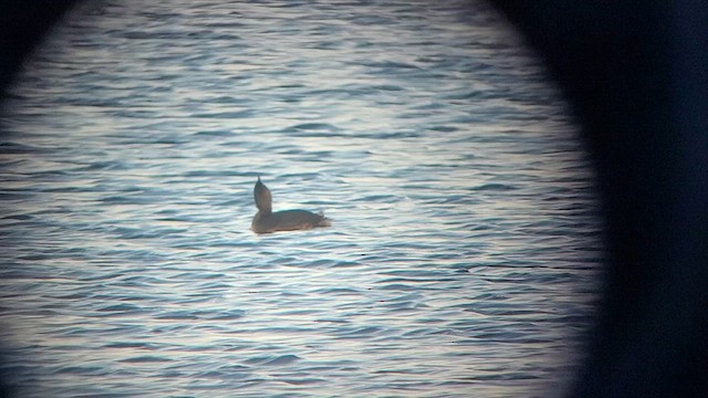 Pied-billed Grebe - ML626995766