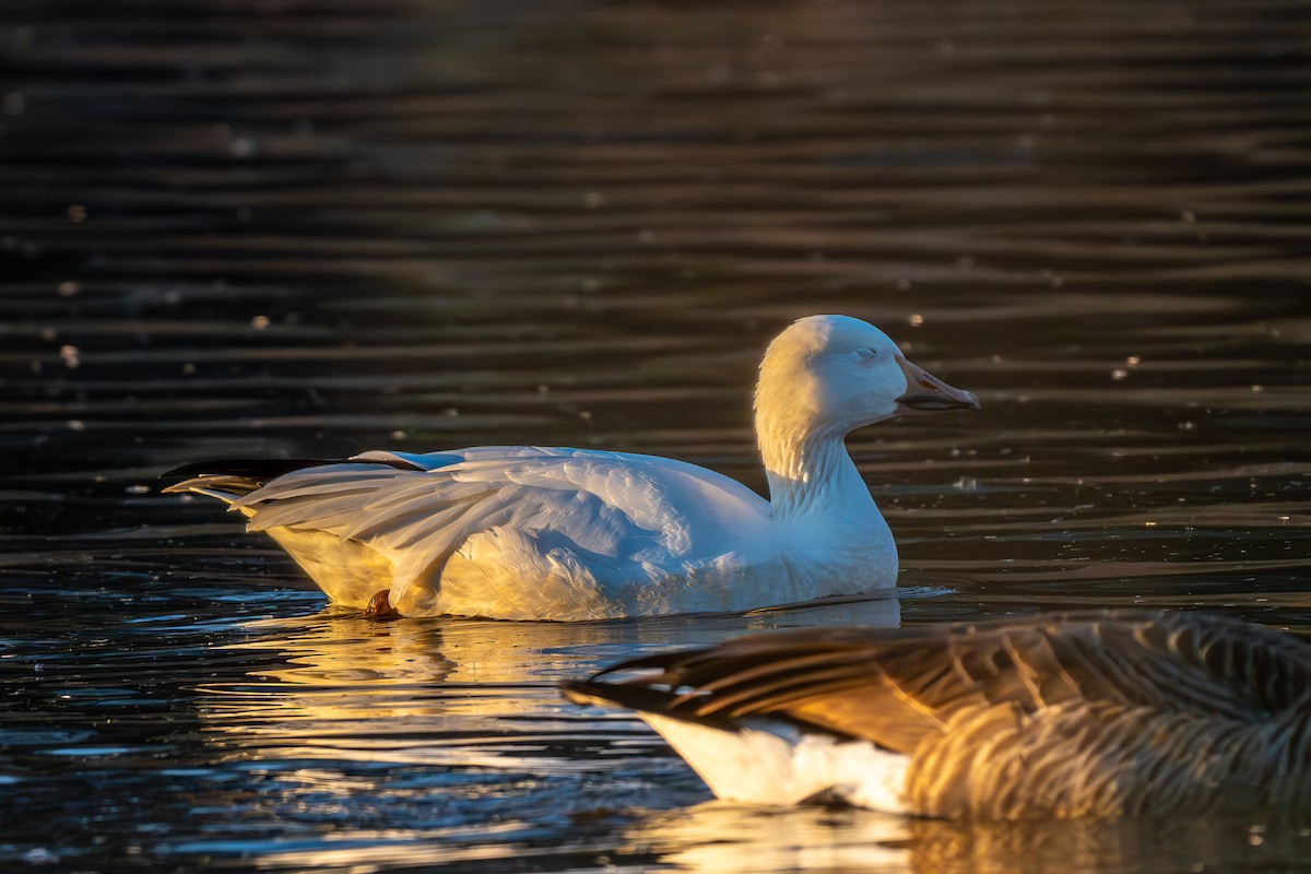 Snow Goose - ML626995799