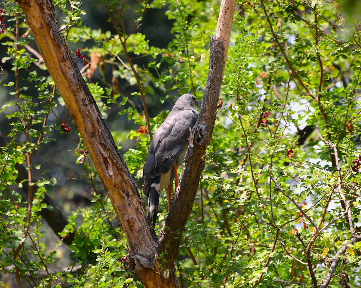 Crane Hawk - ML626995843