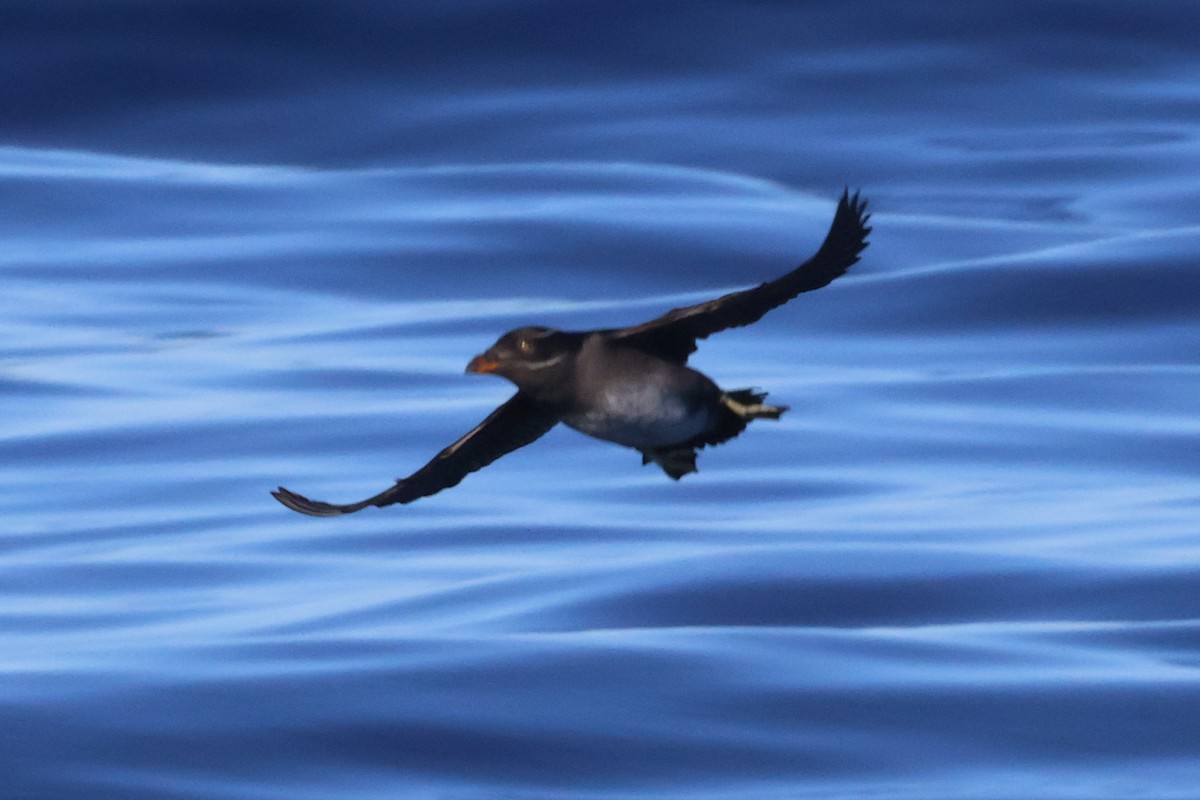 Rhinoceros Auklet - ML626995854