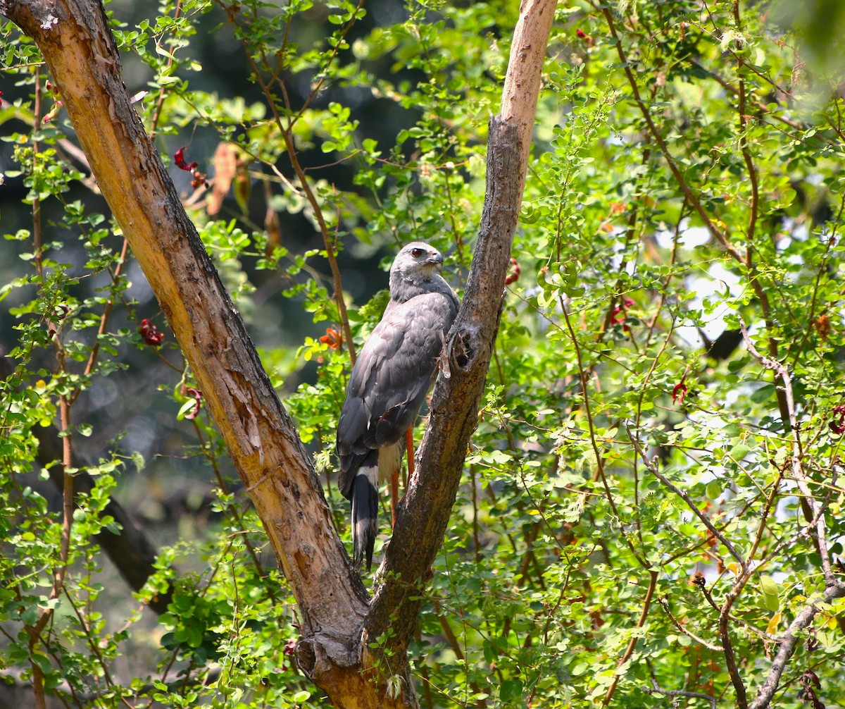 Crane Hawk - ML626995913