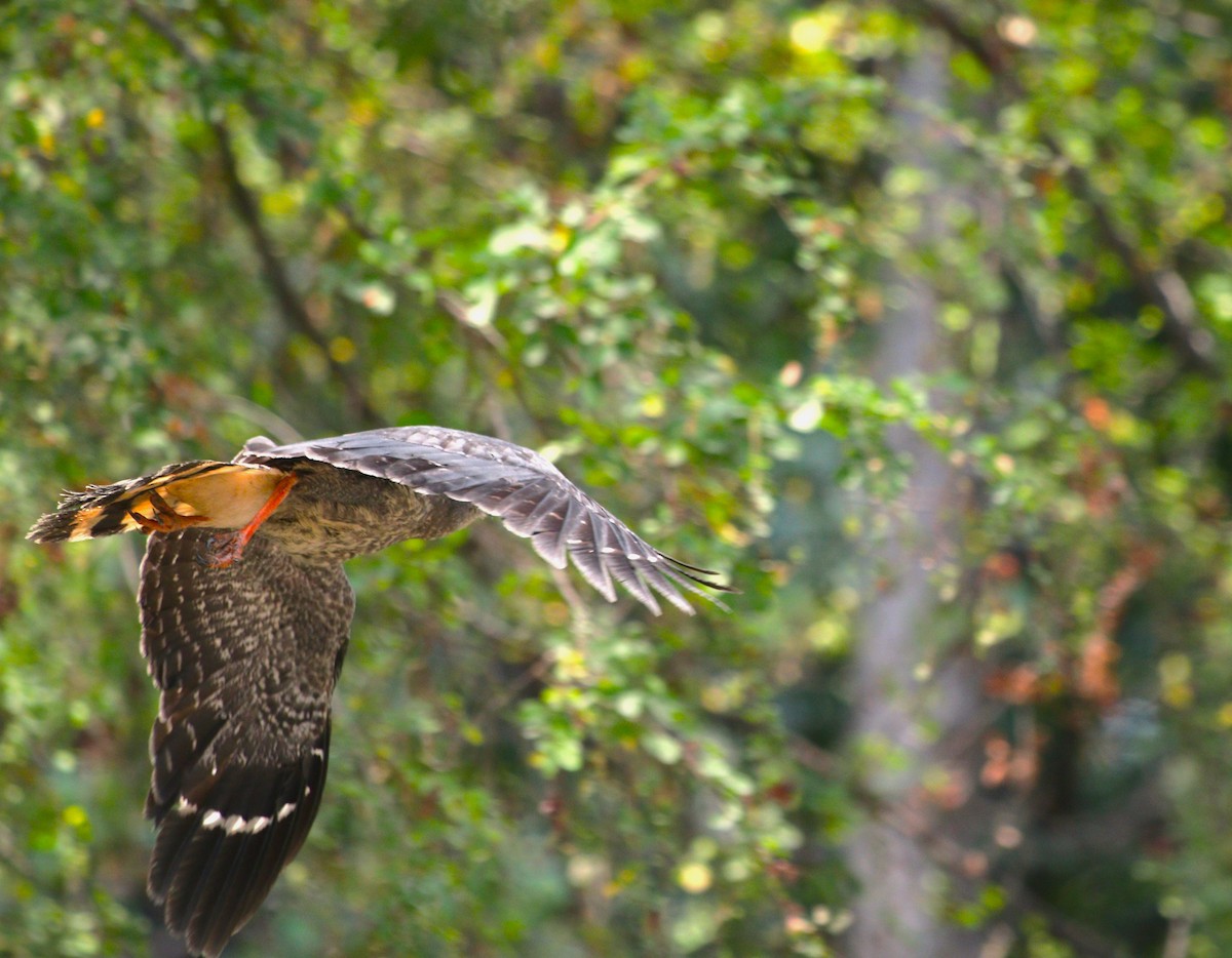 Crane Hawk - ML626995943