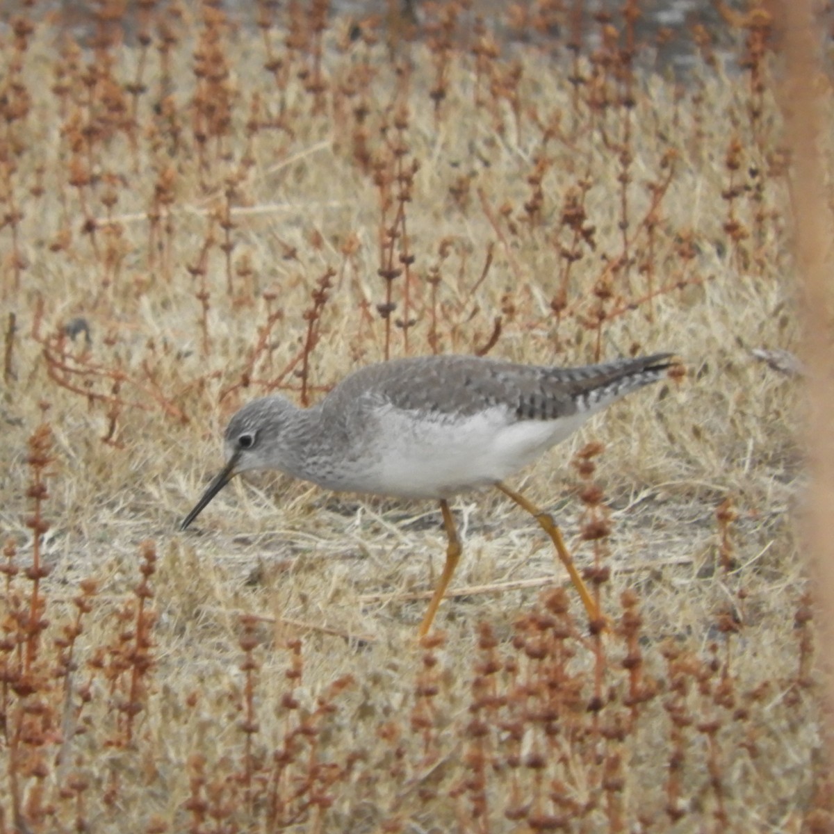 Lesser Yellowlegs - ML626996003