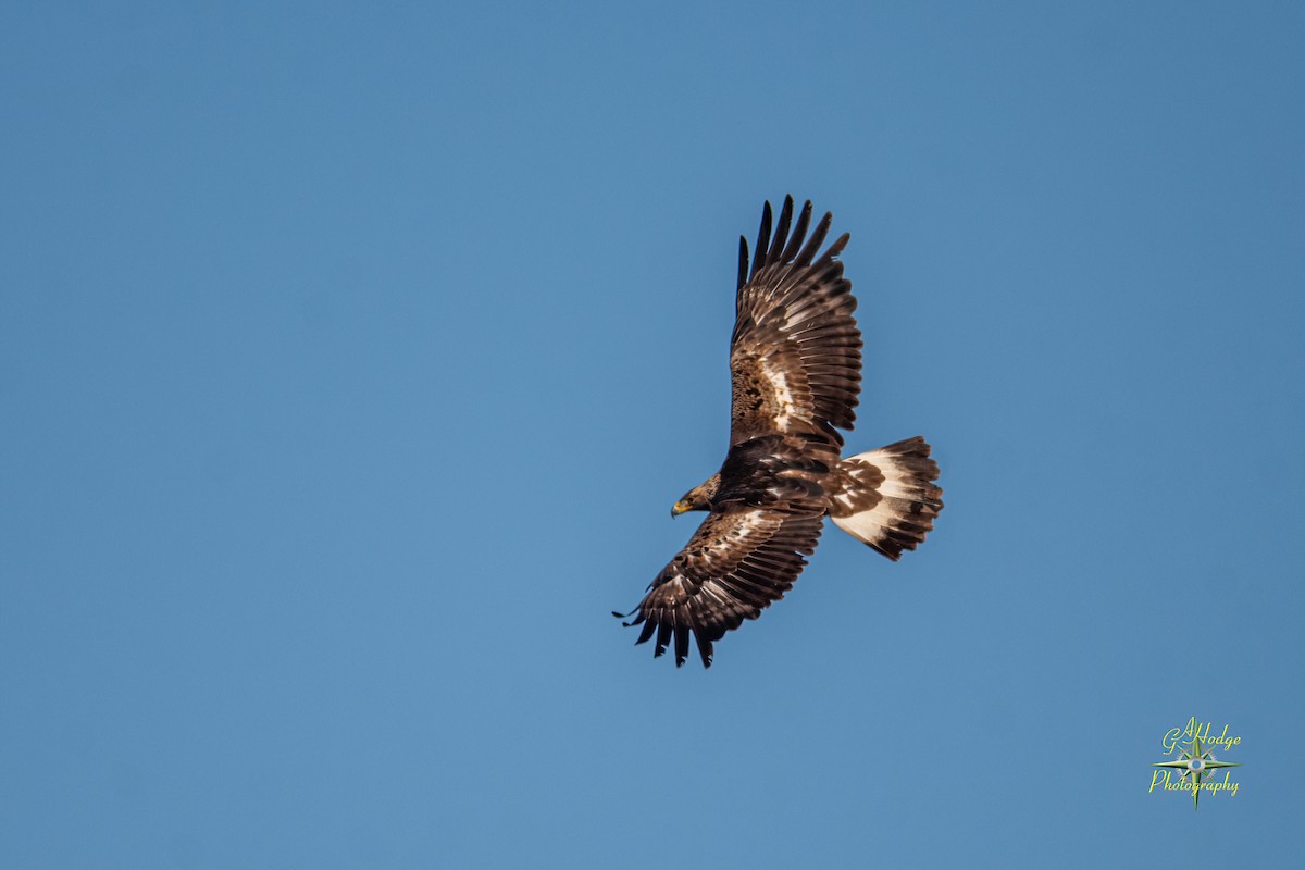 Golden Eagle - ML626996006