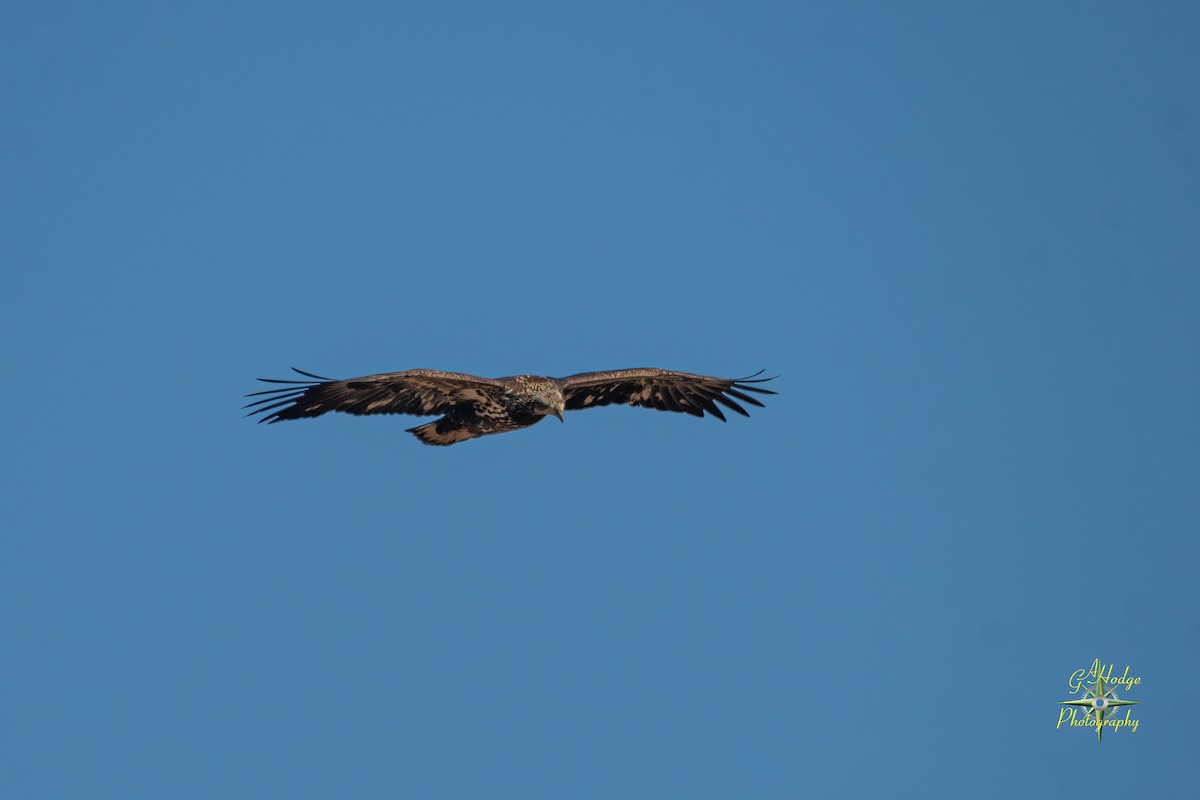 Golden Eagle - ML626996007