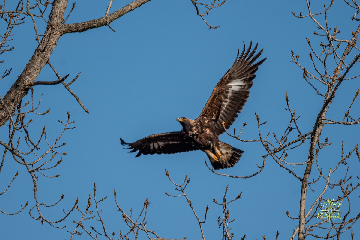 Golden Eagle - ML626996008