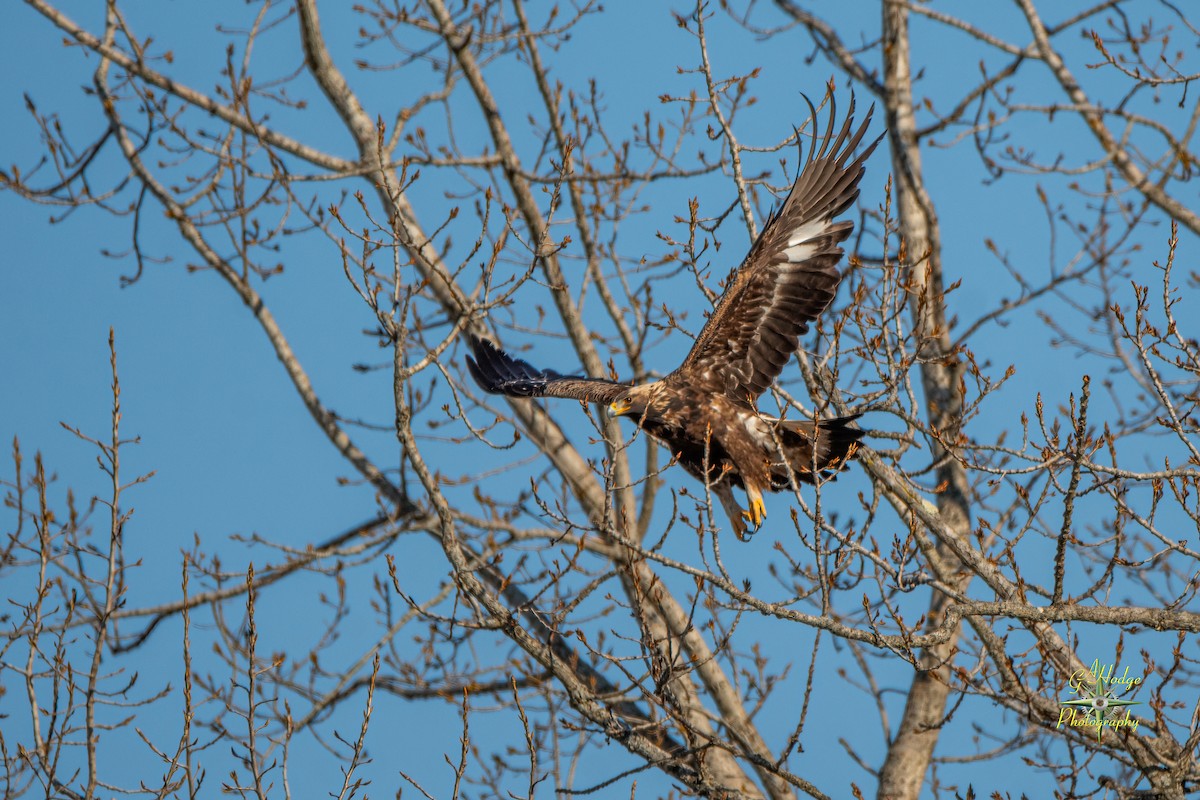 Golden Eagle - ML626996009