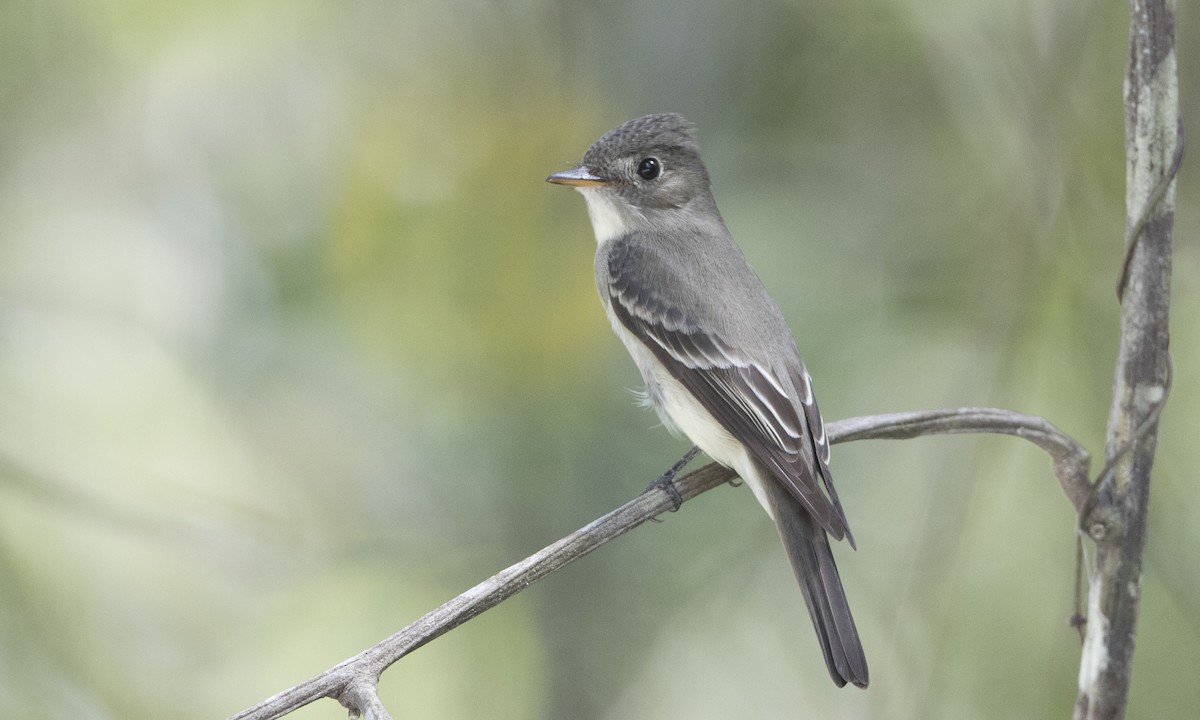 Eastern Wood-Pewee - Brian Sullivan
