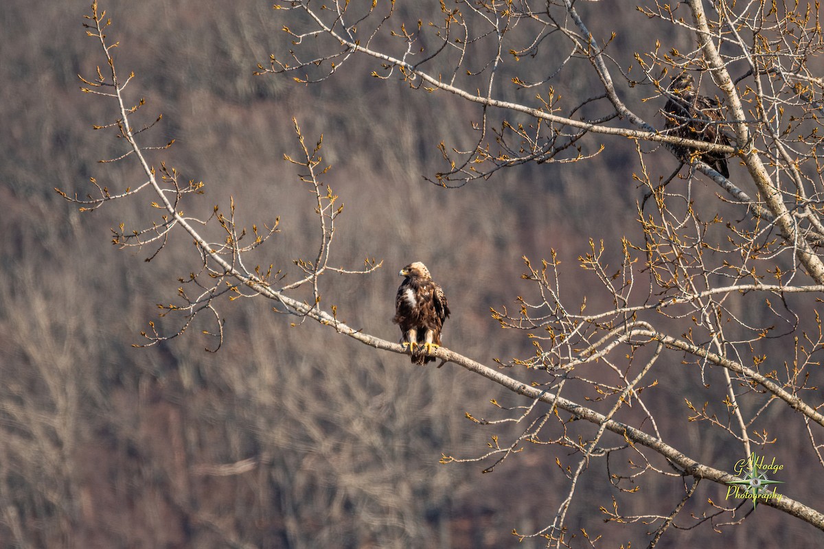 Golden Eagle - ML626996013