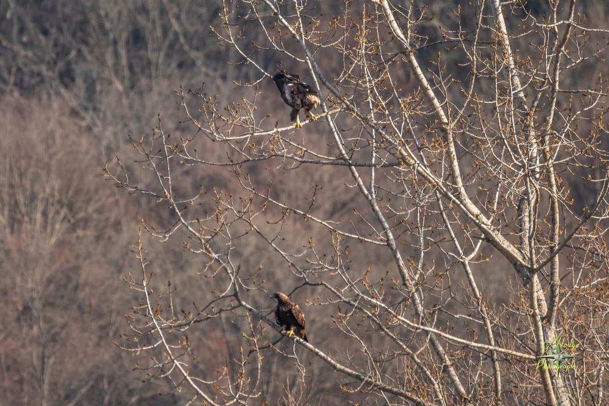 Golden Eagle - ML626996014