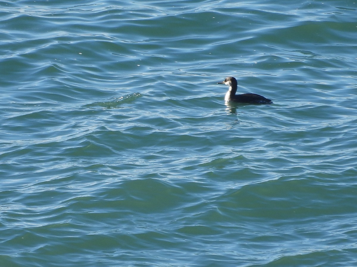 Red-necked Grebe - ML626996022