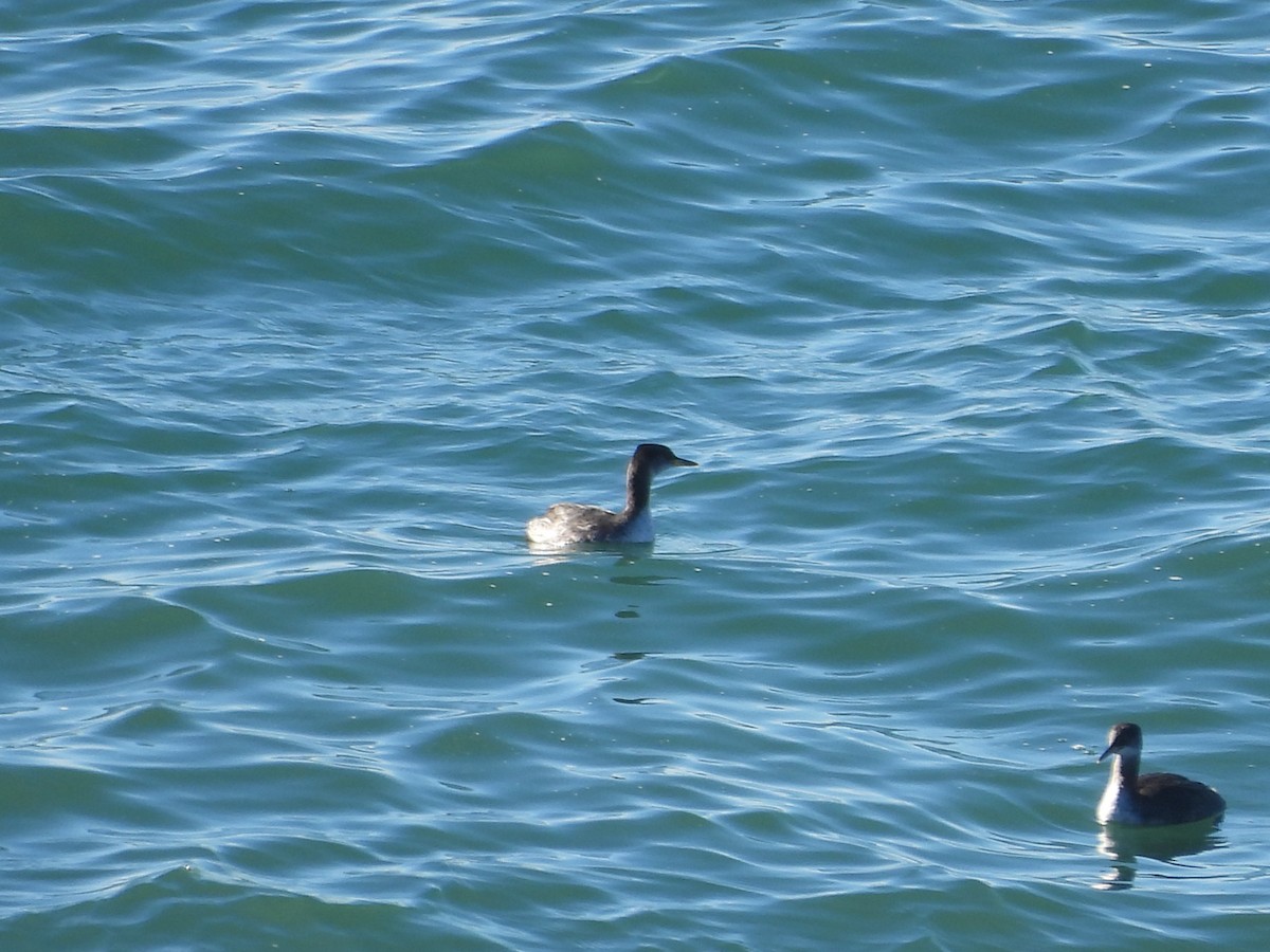 Red-necked Grebe - ML626996023