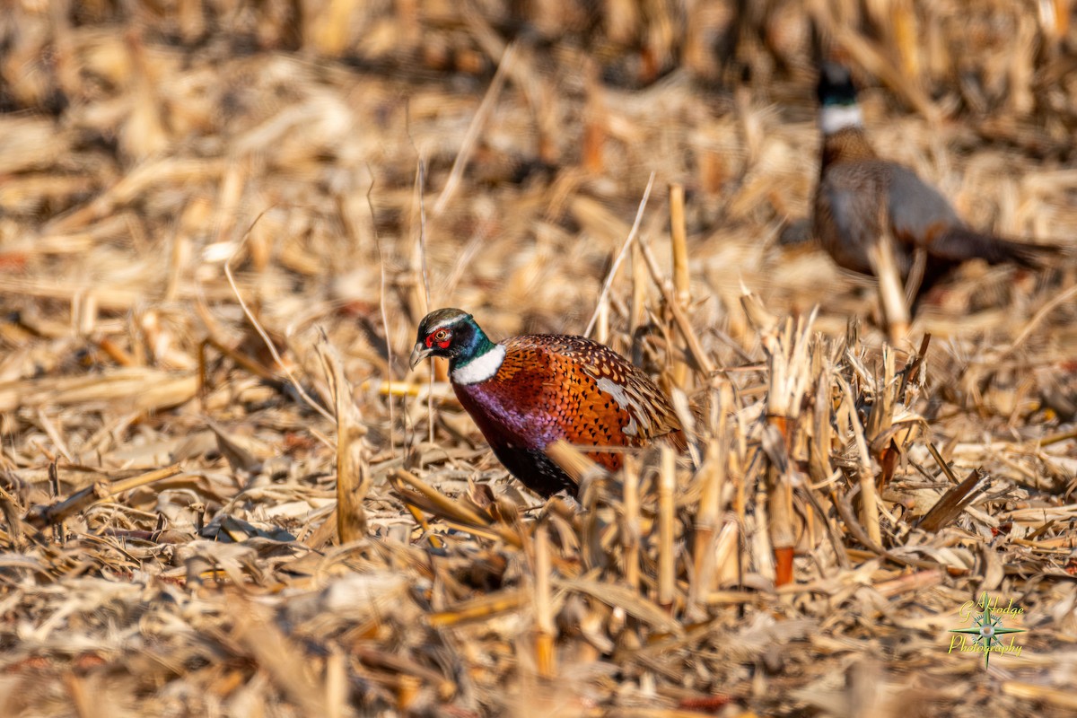 Ring-necked Pheasant - ML626996131