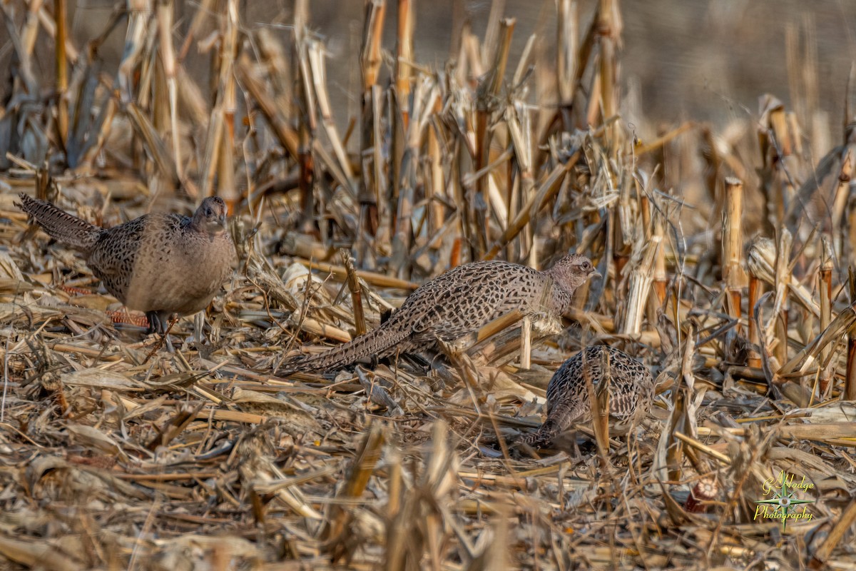 Ring-necked Pheasant - ML626996135