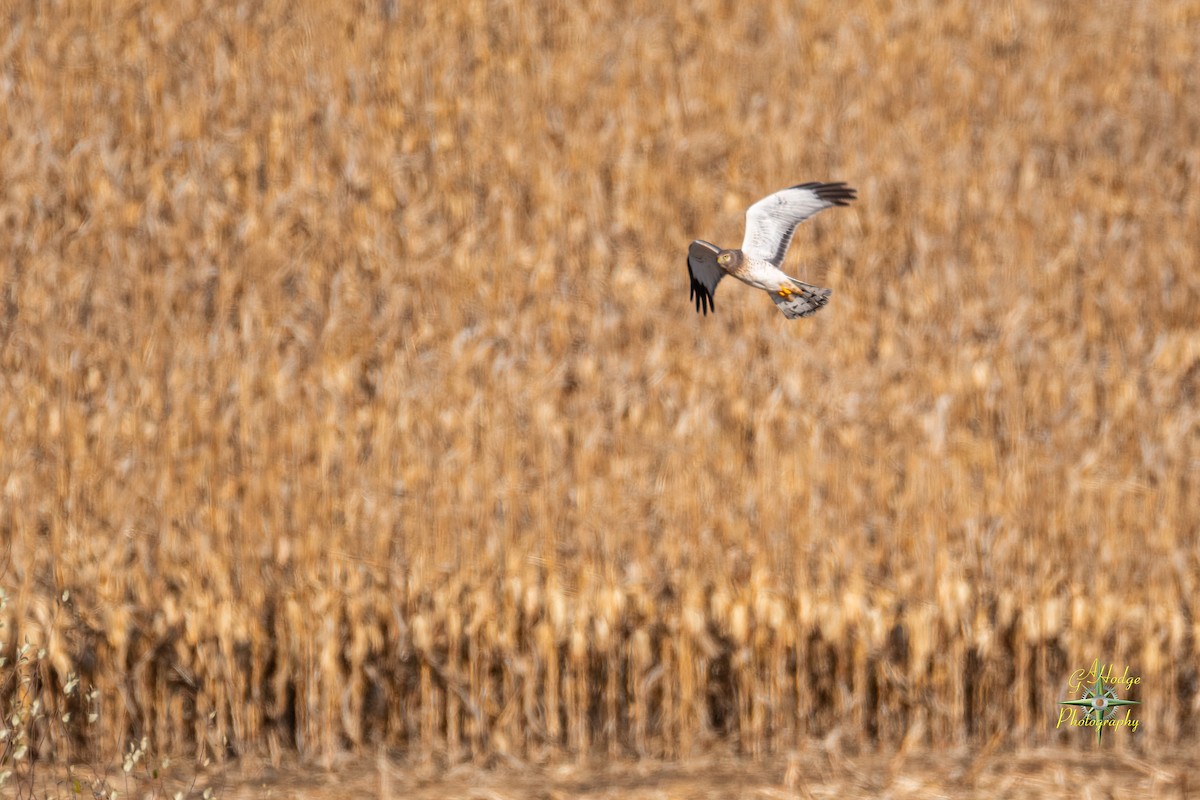 Northern Harrier - ML626996164