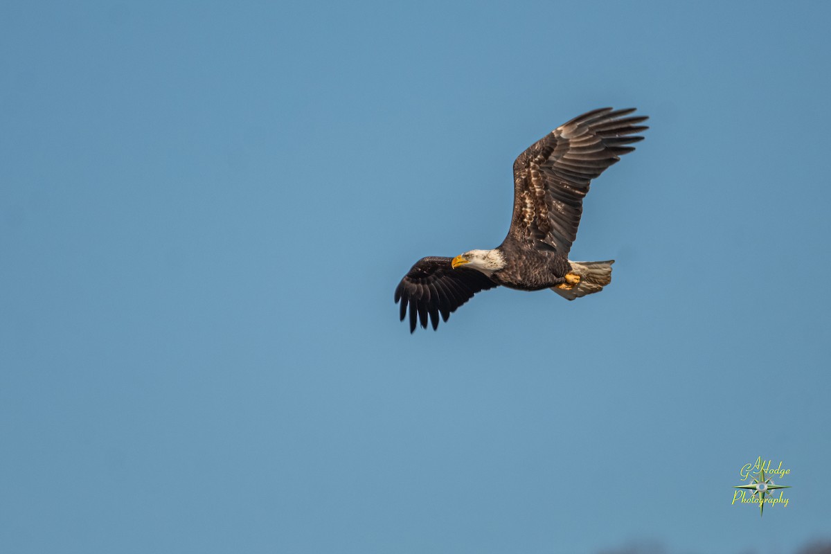 Bald Eagle - ML626996211
