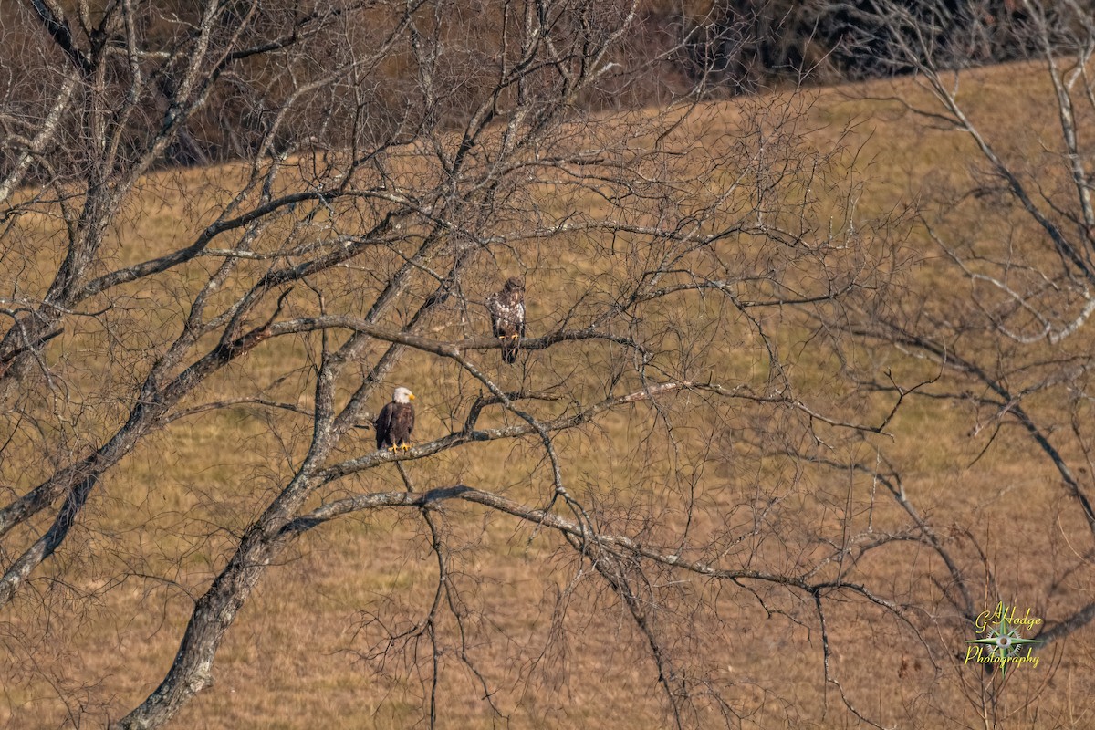 Bald Eagle - ML626996212