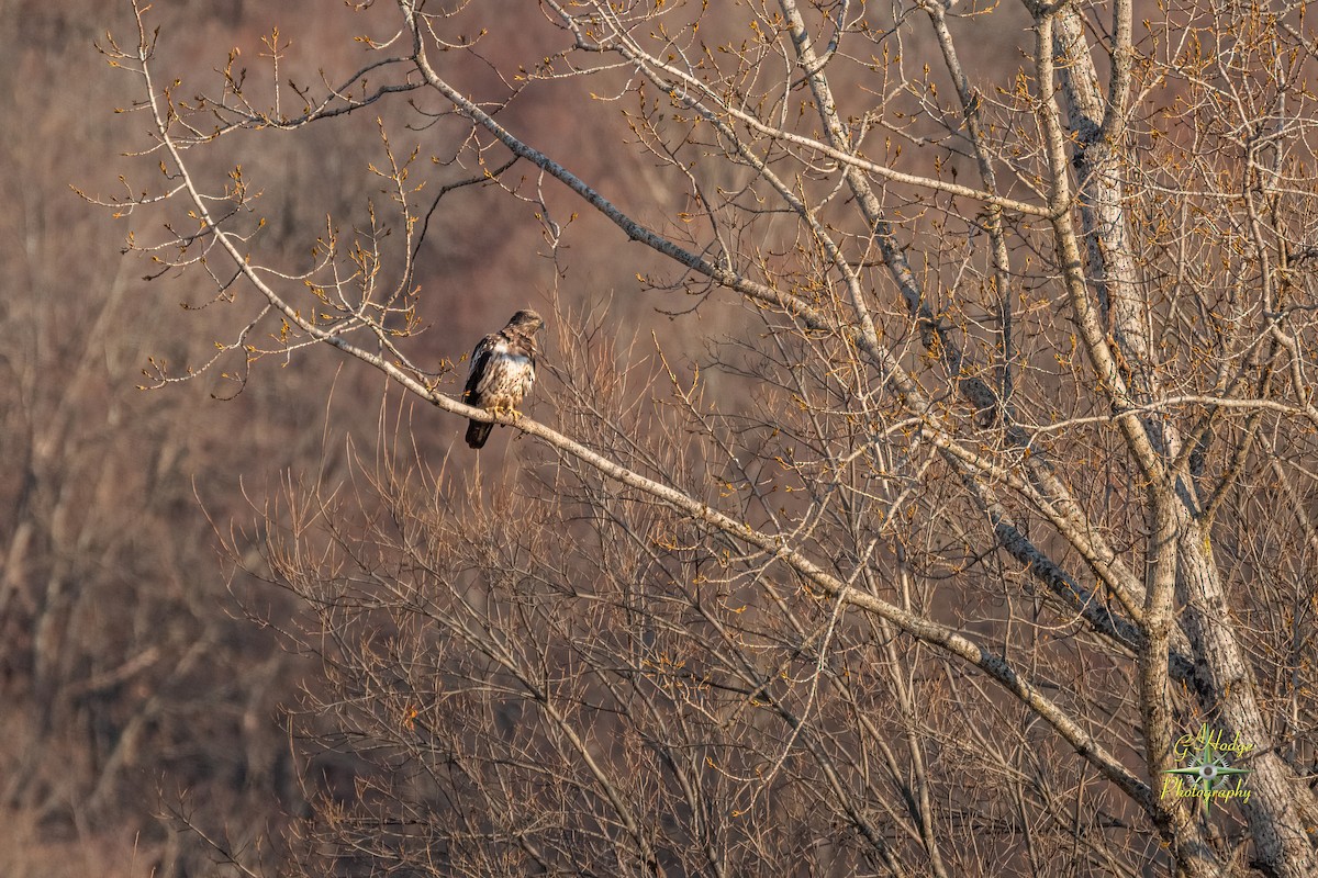Bald Eagle - ML626996213