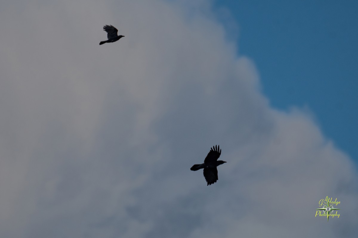 Common Raven - ML626996221