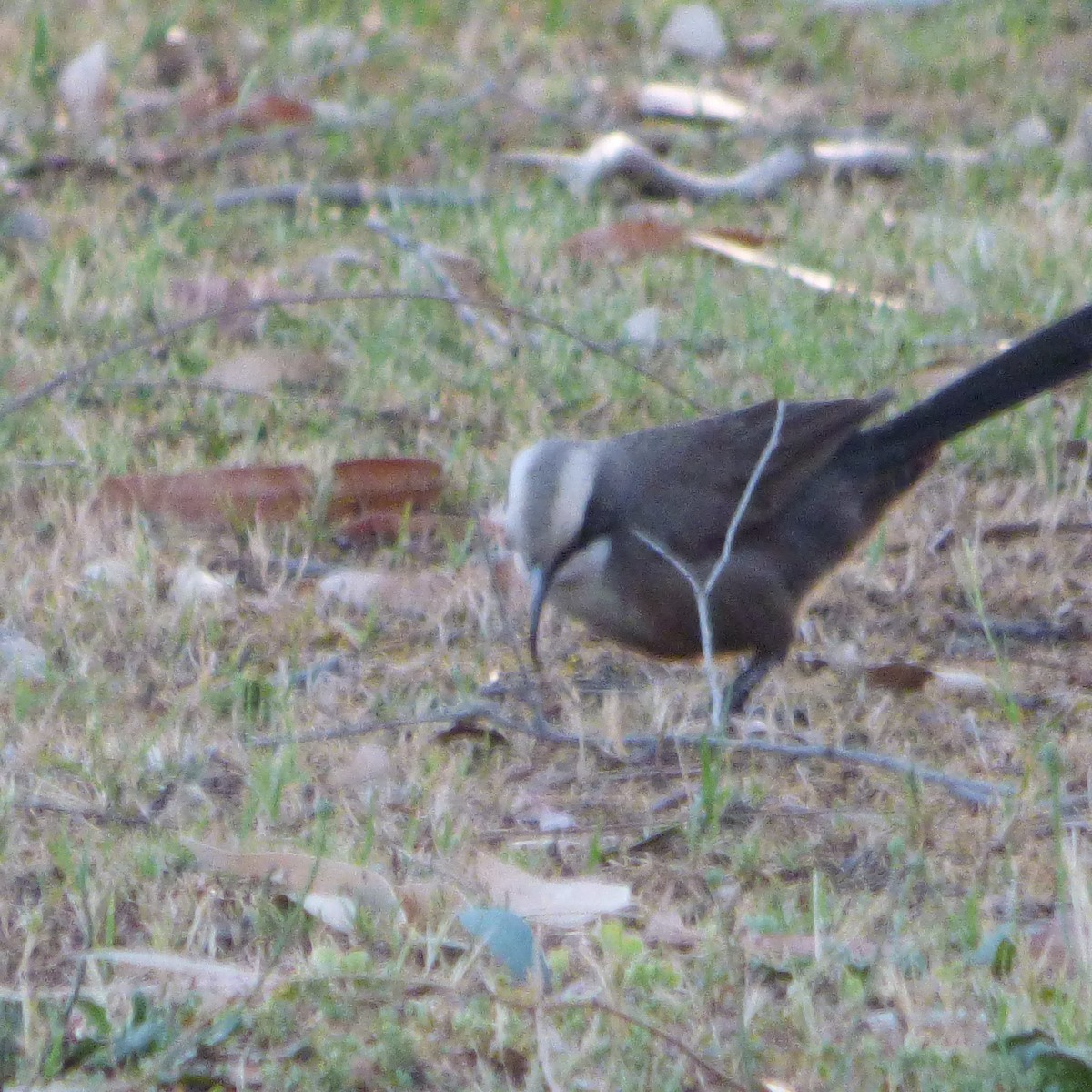 Gray-crowned Babbler - ML626996272