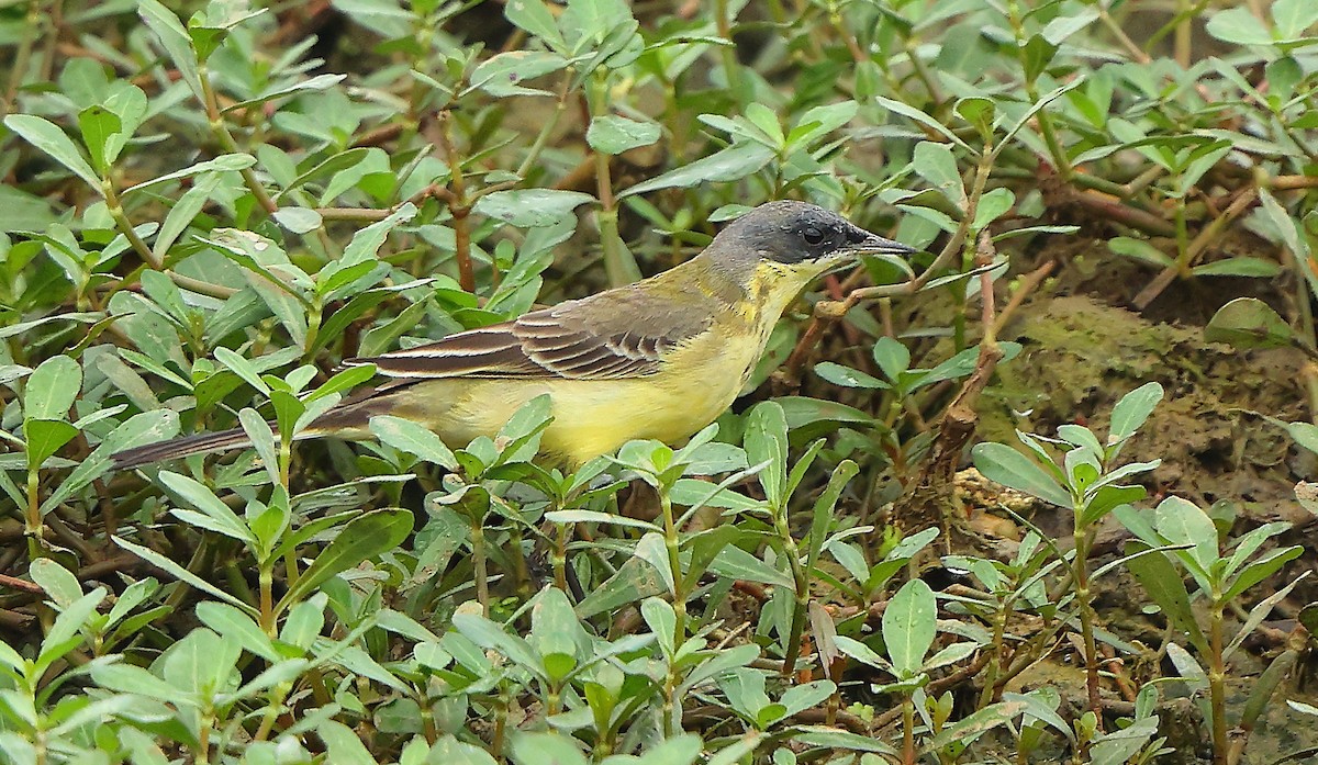 Eastern Yellow Wagtail - ML626996393