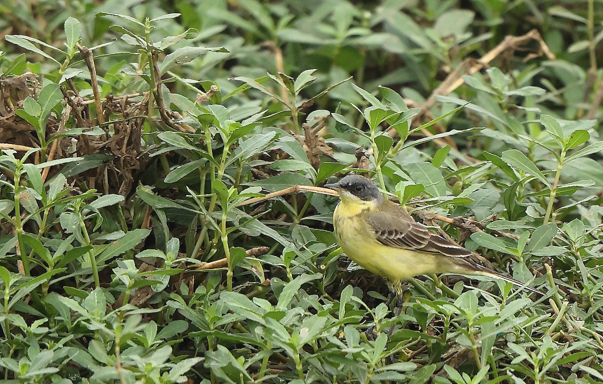 Eastern Yellow Wagtail - ML626996394