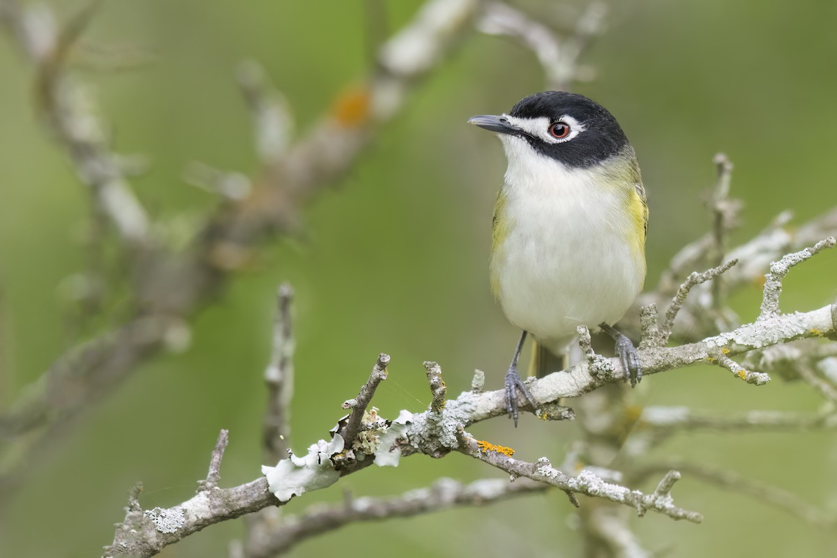 Black-capped Vireo - ML626996510