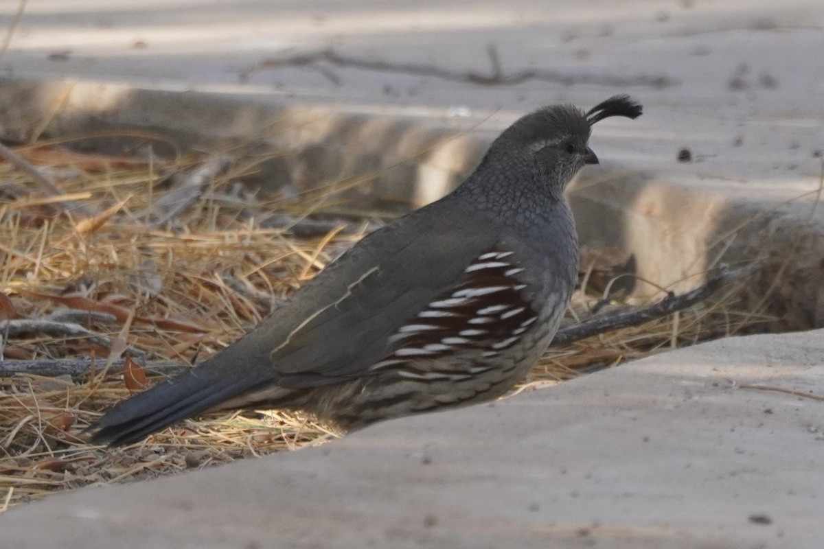 Gambel's Quail - ML626996530