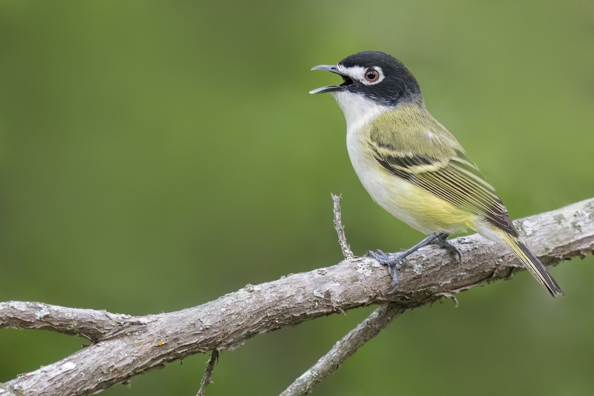Black-capped Vireo - ML626996531