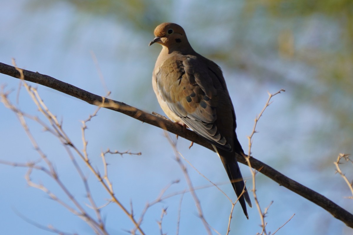 Mourning Dove - ML626996538