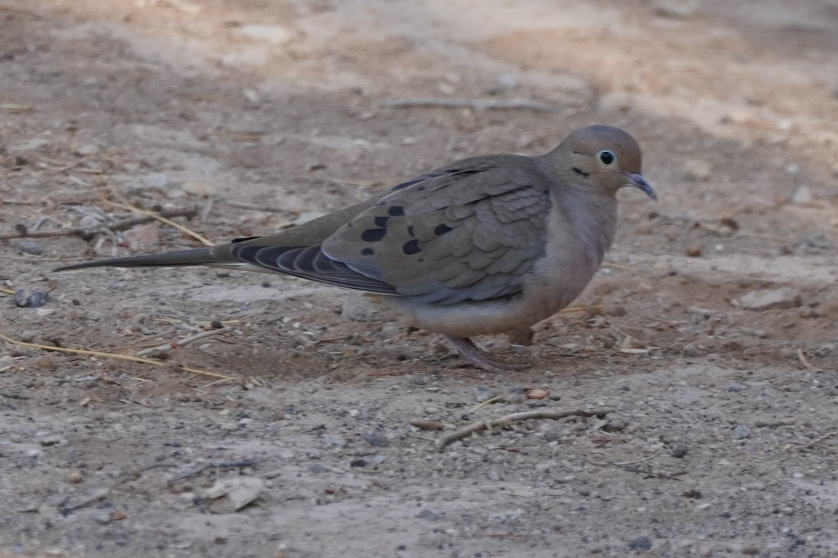 Mourning Dove - ML626996543