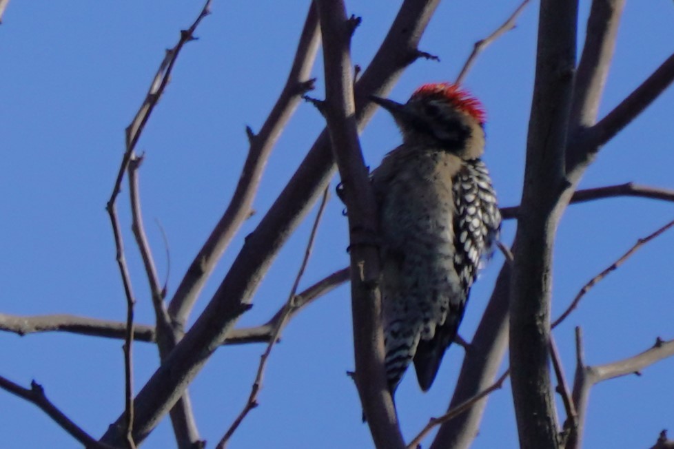 Ladder-backed Woodpecker - ML626996550