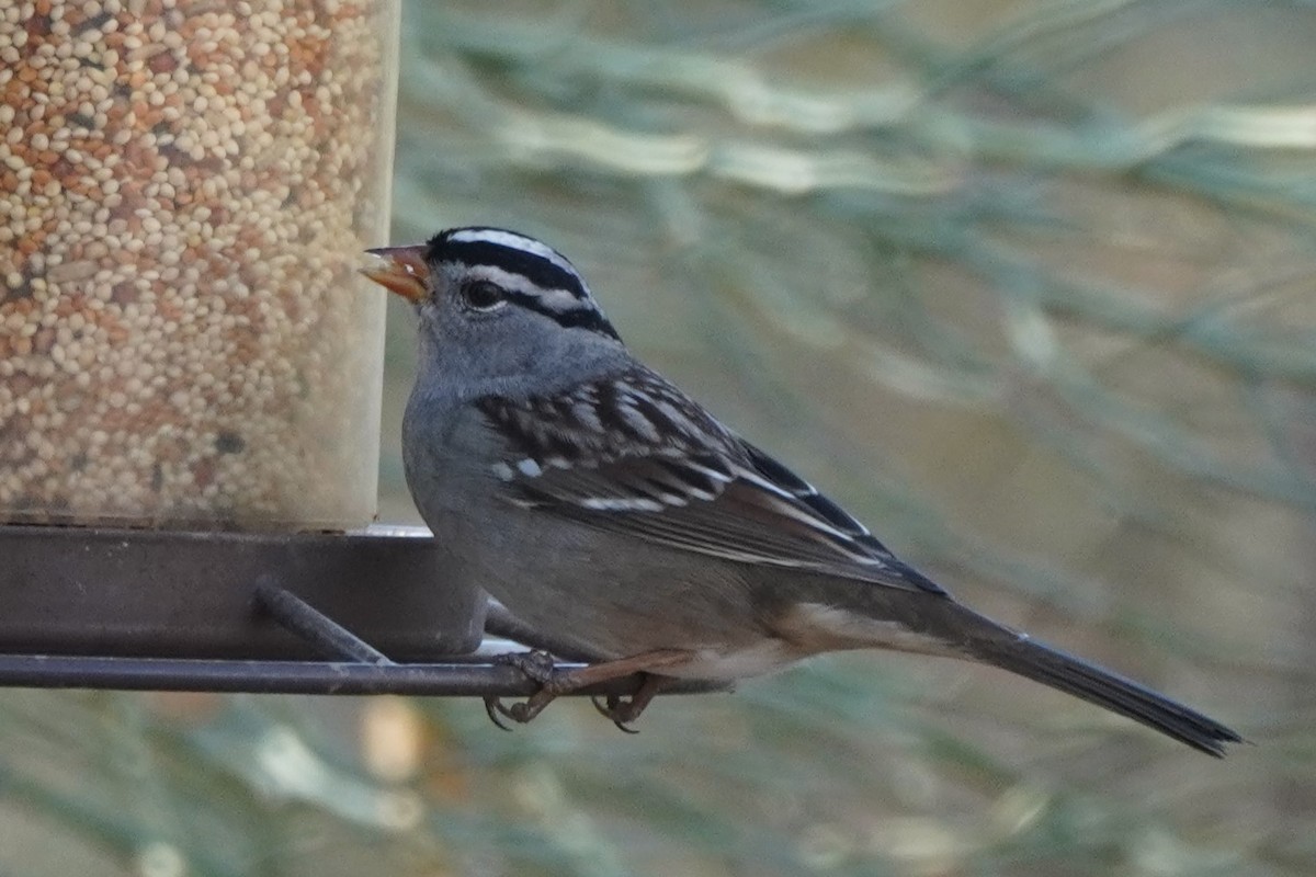 White-crowned Sparrow - ML626996562