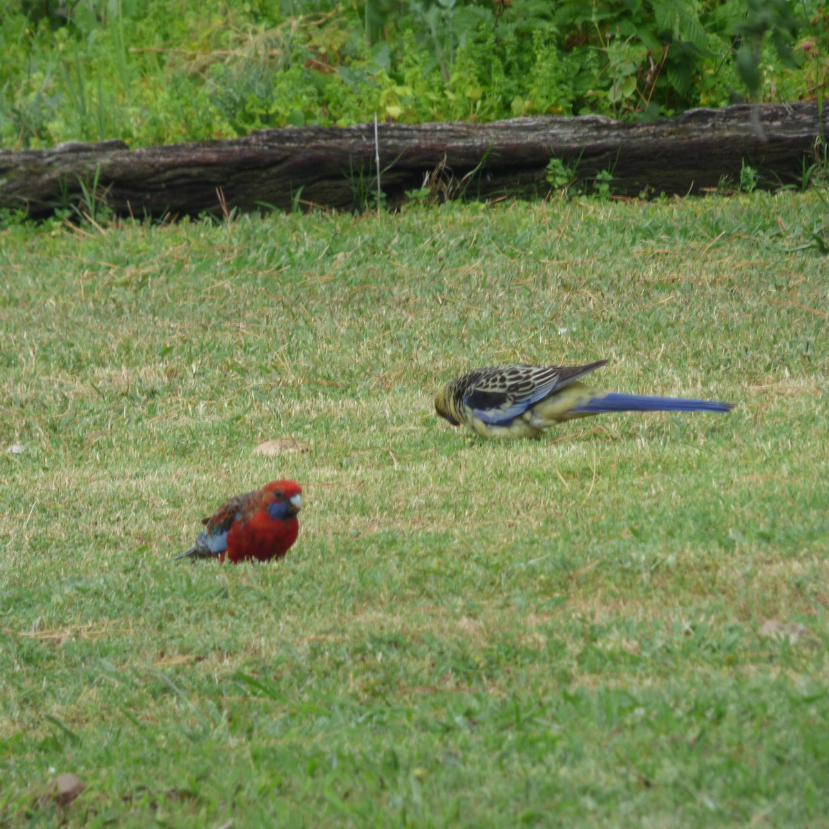Crimson Rosella (Yellow) - ML626996563