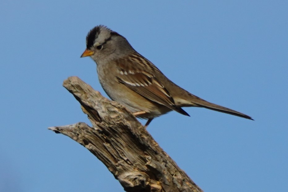 White-crowned Sparrow - ML626996565